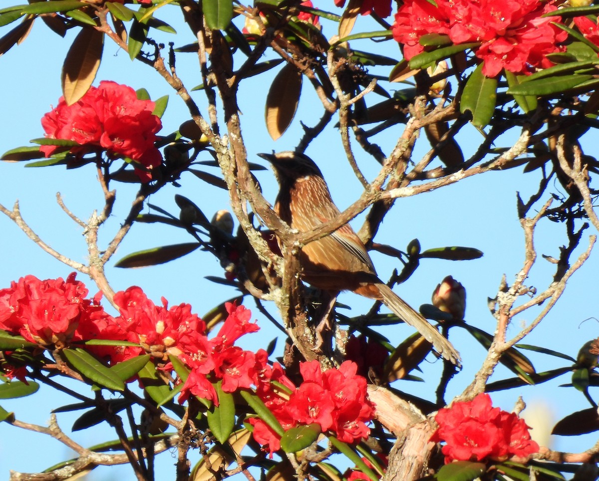 Striped Laughingthrush - Rama M V