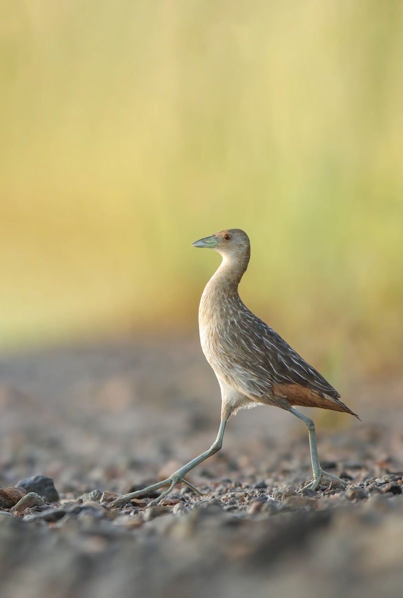 Striped Crake - ML613934008