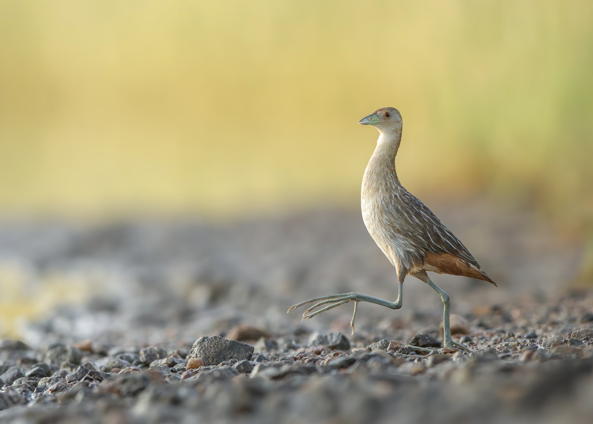 Striped Crake - Jandre Verster