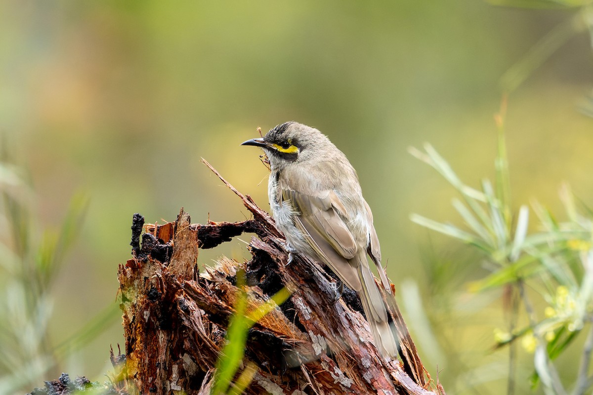 Yellow-faced Honeyeater - ML613934017