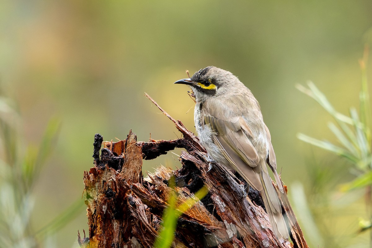 Yellow-faced Honeyeater - ML613934018