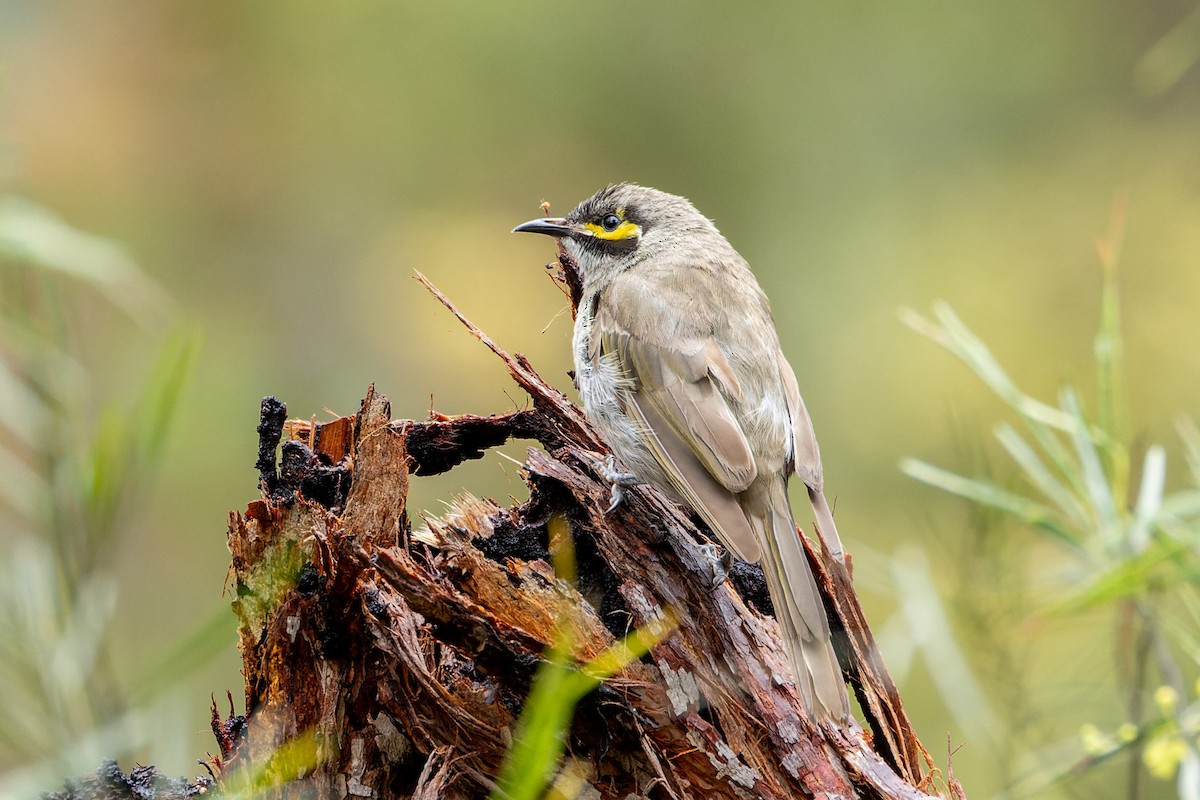 Yellow-faced Honeyeater - ML613934019