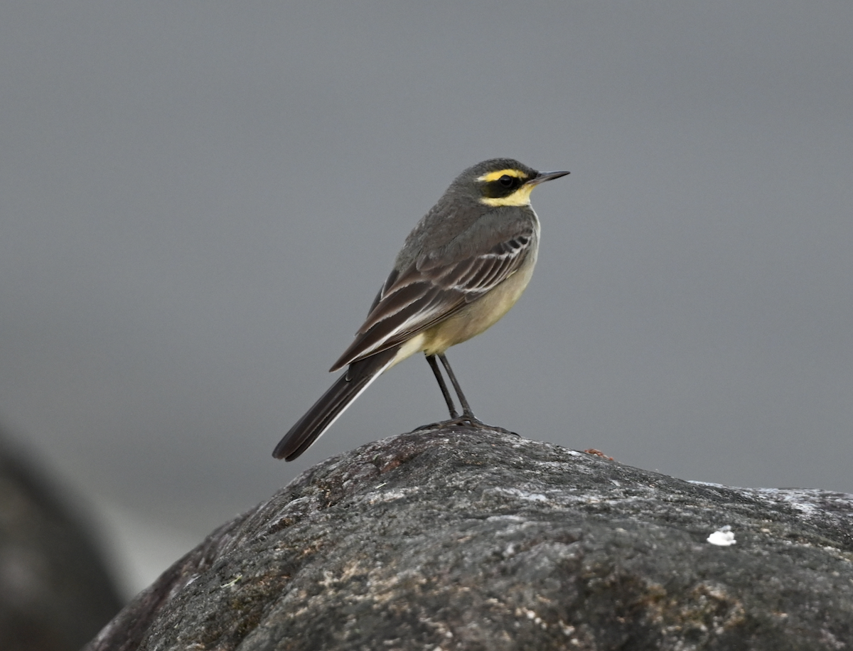 Eastern Yellow Wagtail - ML613934119