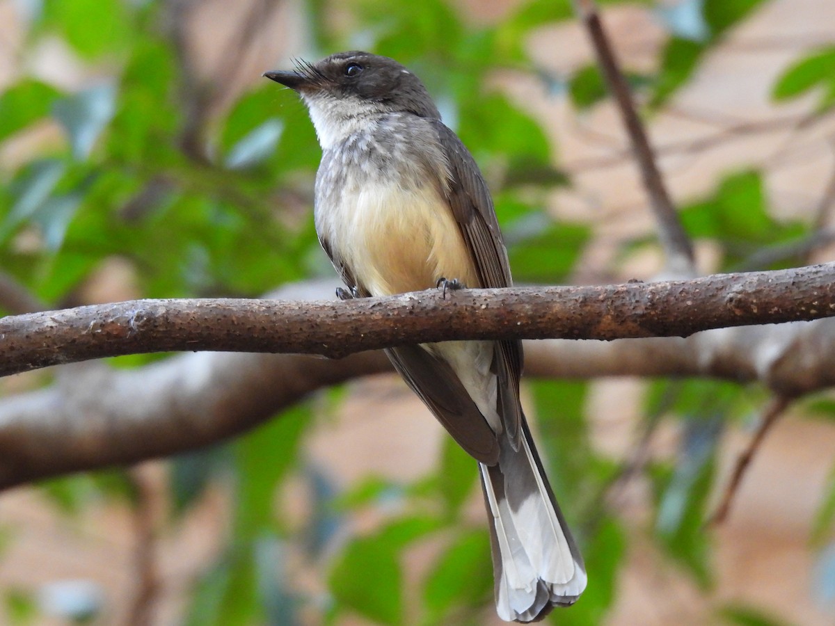 Northern Fantail - Joshua Kisyma