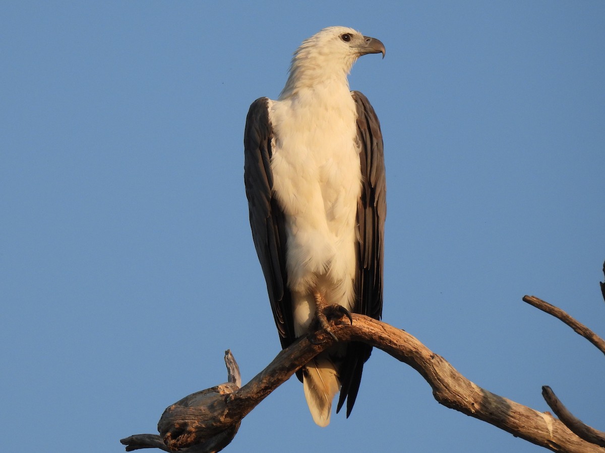 White-bellied Sea-Eagle - ML613934162