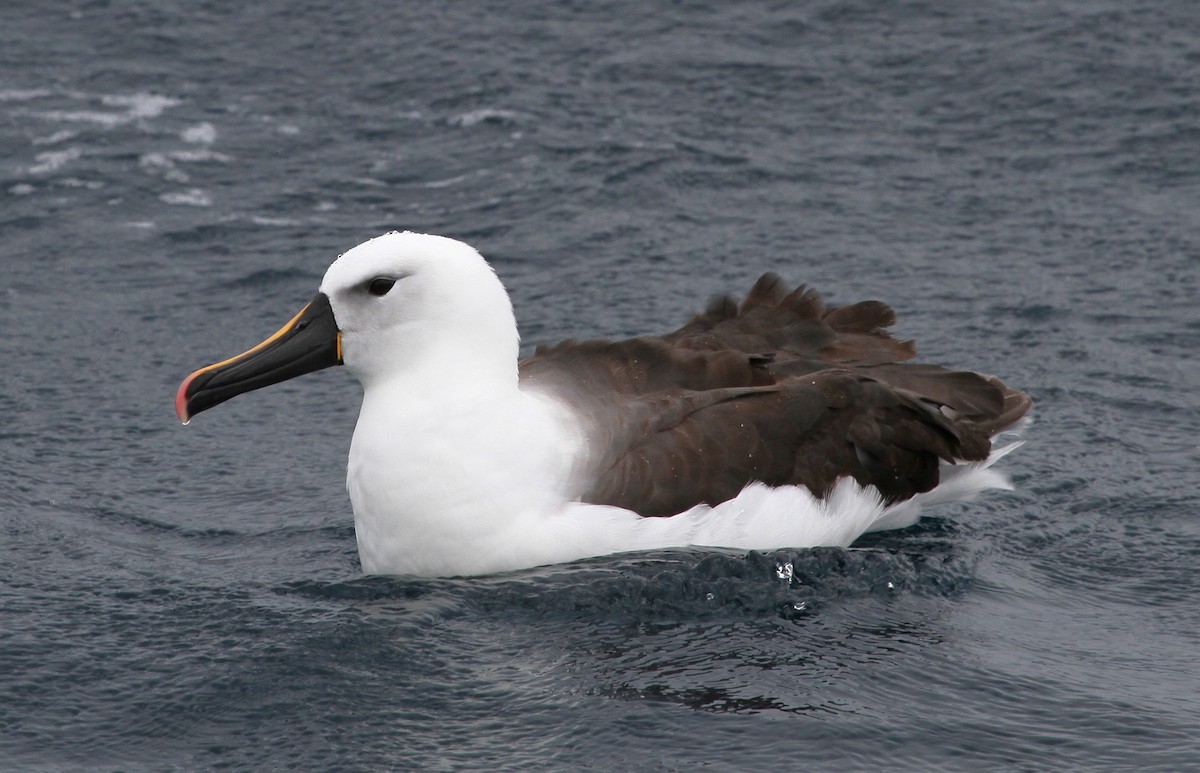 Indian Yellow-nosed Albatross - ML613934224