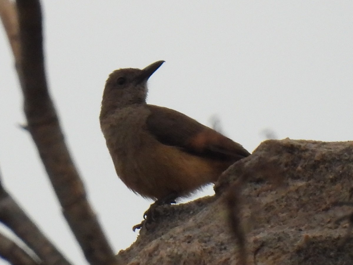 Sandstone Shrikethrush - Joshua Kisyma