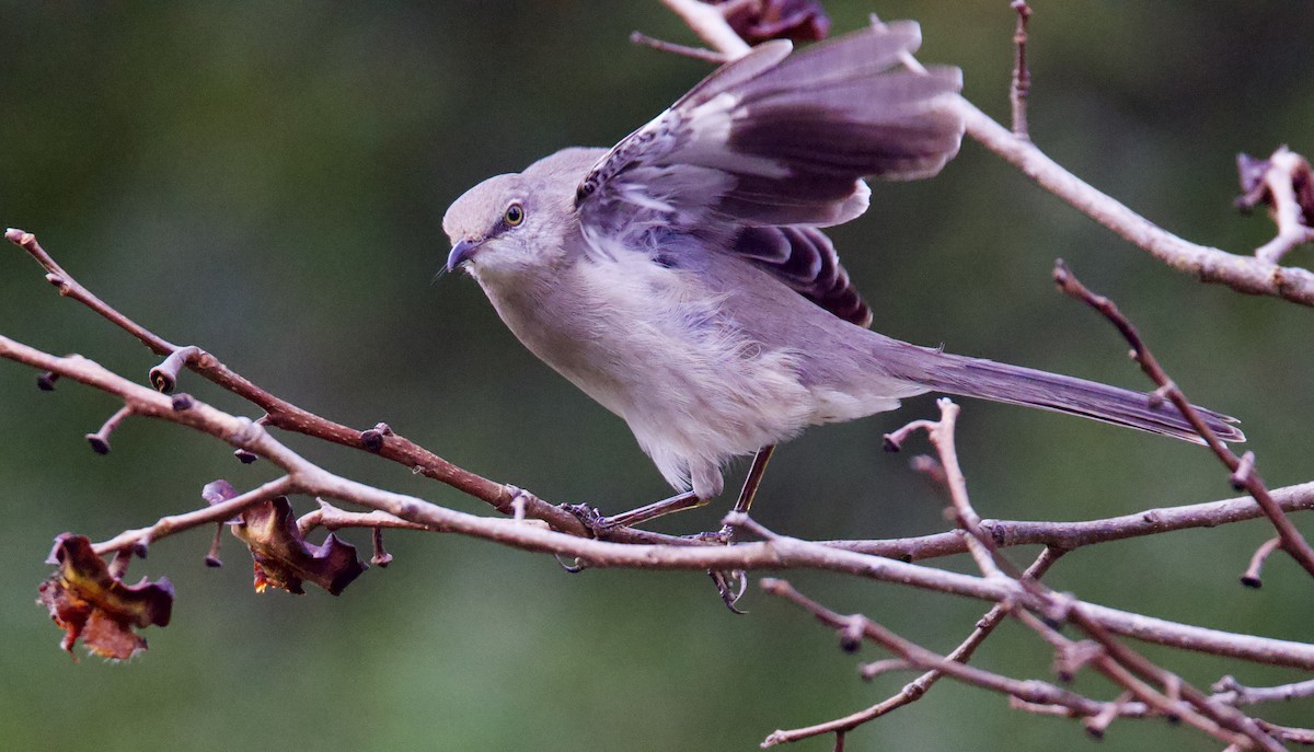 Northern Mockingbird - Dave Bengston