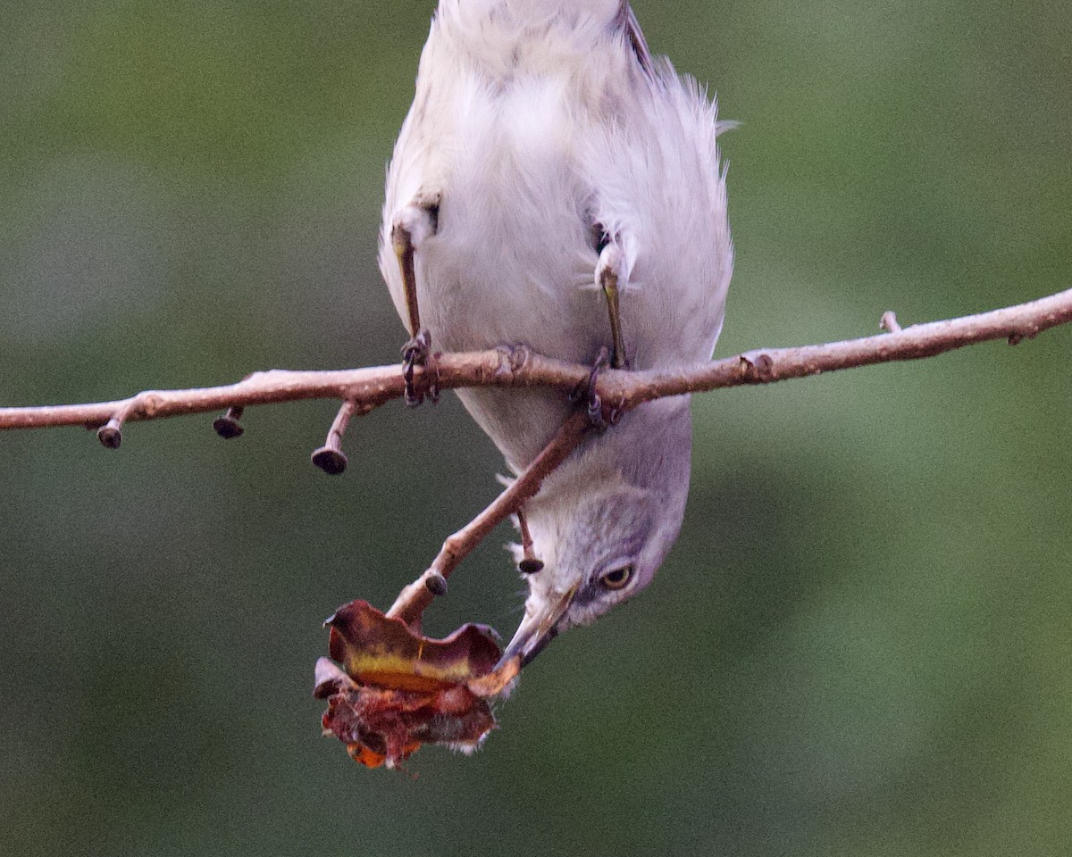 Northern Mockingbird - ML613934313