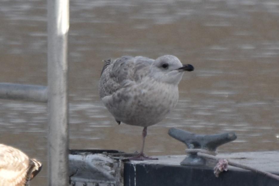 Iceland Gull - ML613934319