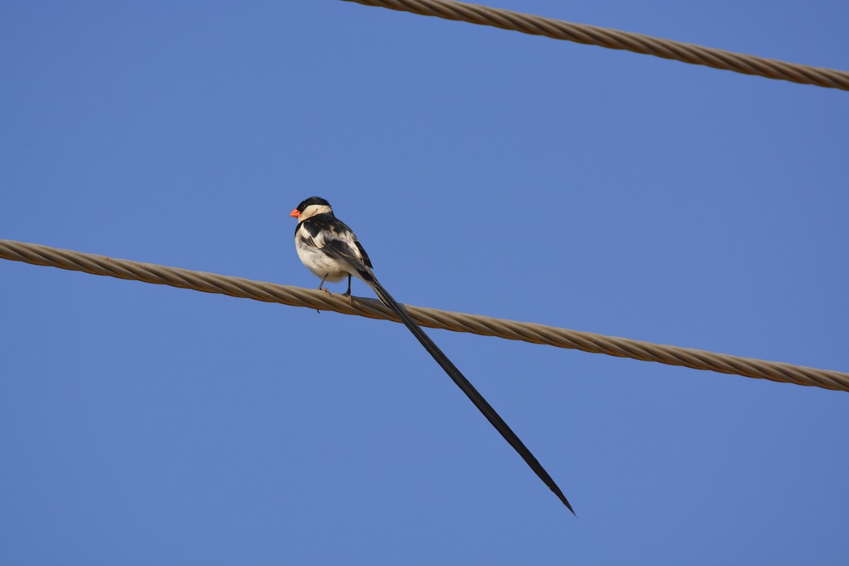 Pin-tailed Whydah - ML613934322