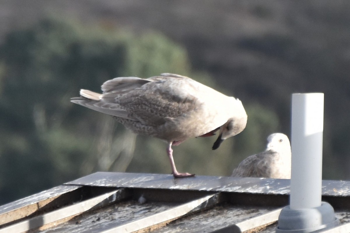 Glaucous-winged Gull - ML613934340