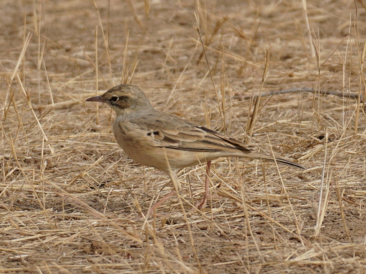 Plain-backed Pipit - Hector Chavez