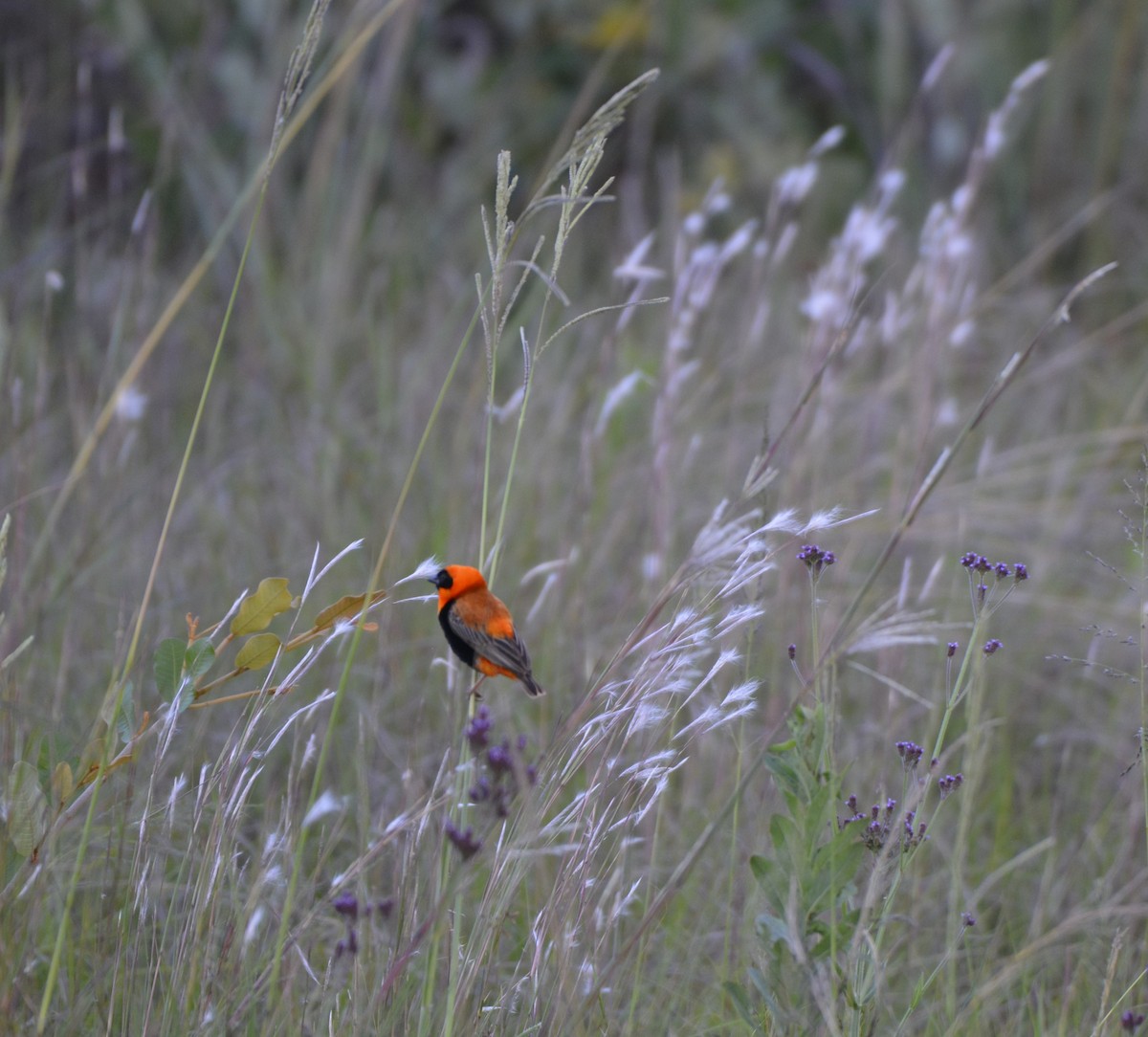 Southern Red Bishop - ML613934353