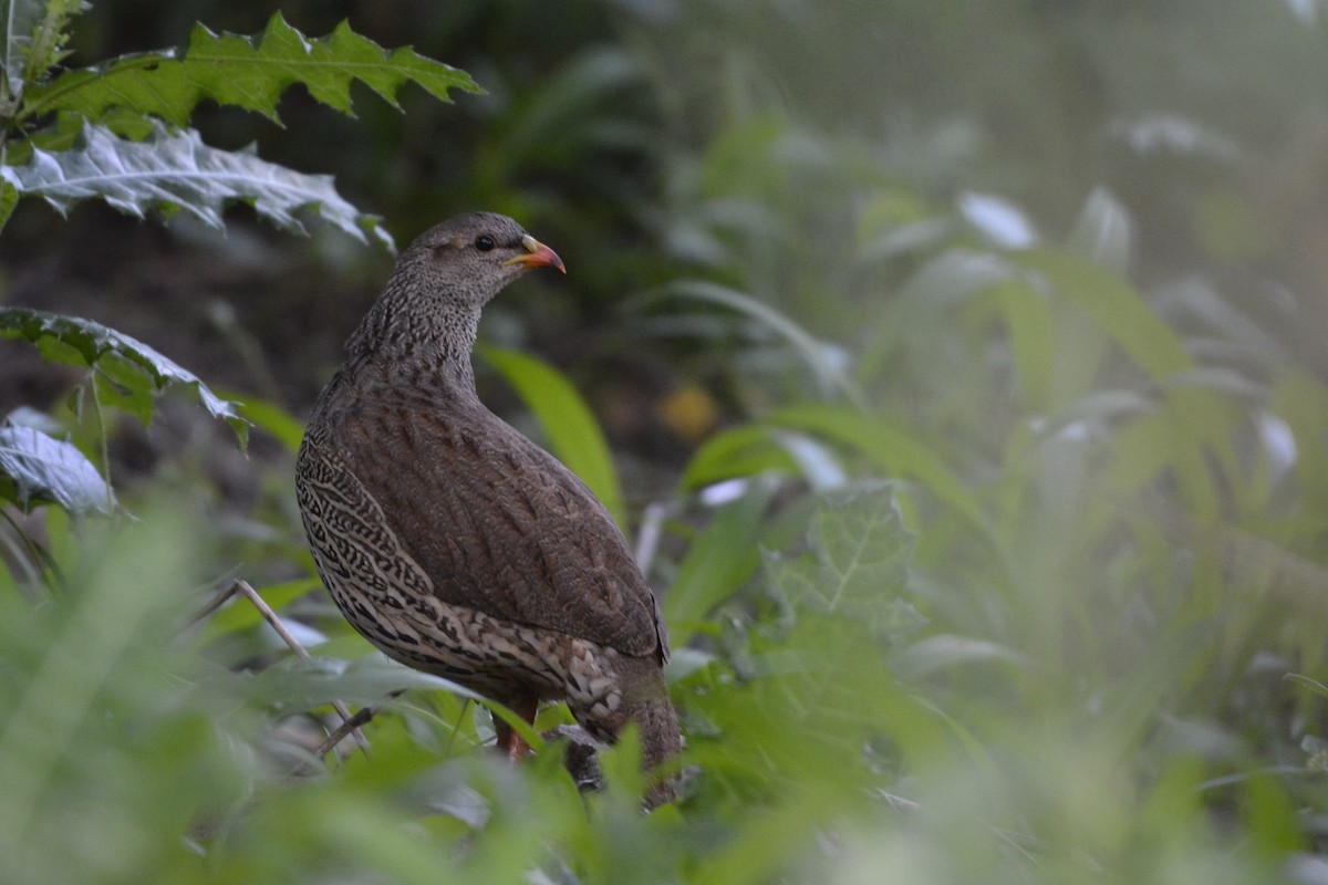 Natal Spurfowl - ML613934363