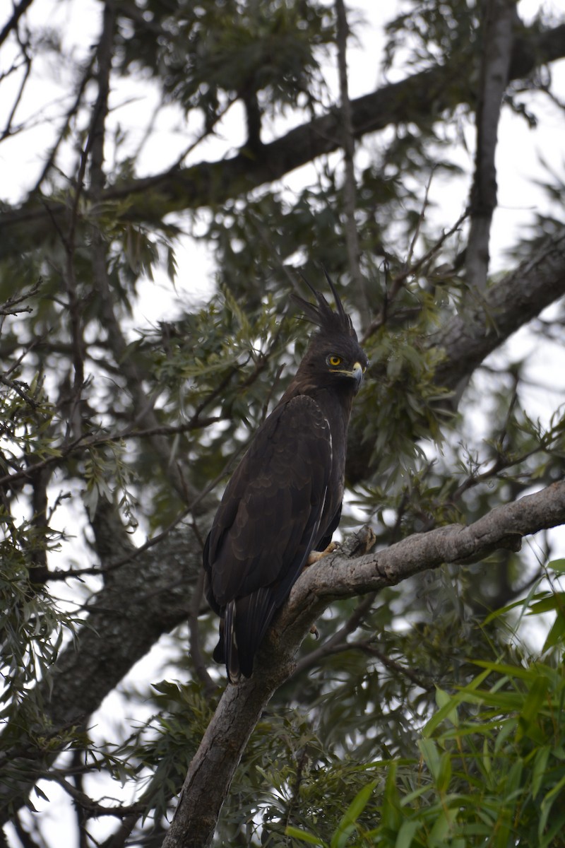 Long-crested Eagle - ML613934383