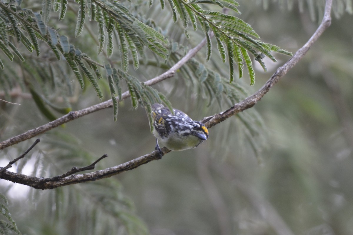 Yellow-fronted Tinkerbird - ML613934393