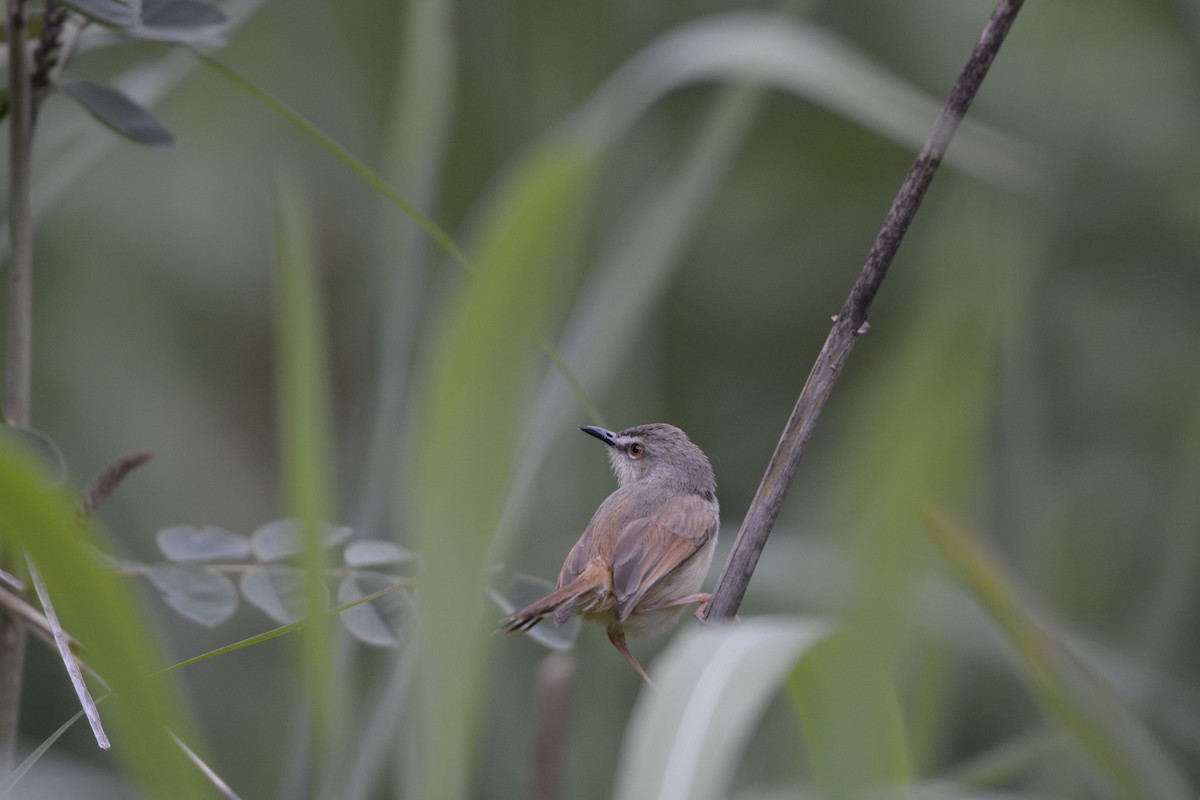 Tawny-flanked Prinia - ML613934406