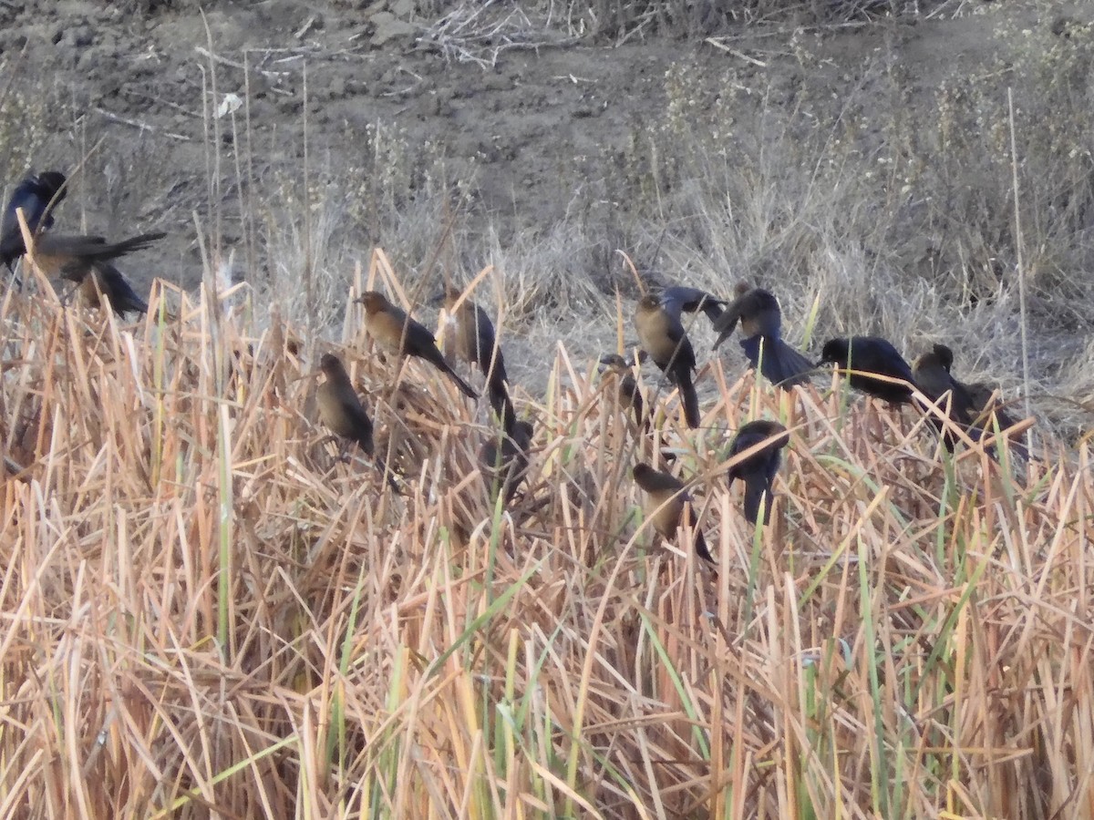 Great-tailed Grackle - ML613934408