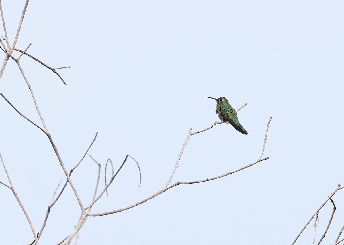Зелёнохвостый колибри - ML613934456