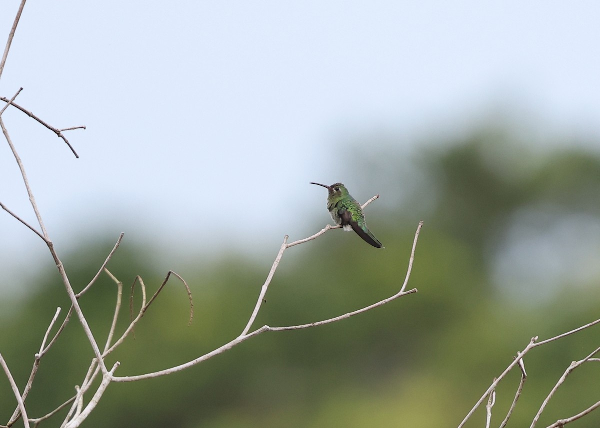 kolibřík zelenoocasý - ML613934457