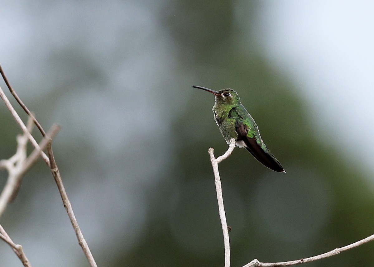 kolibřík zelenoocasý - ML613934458