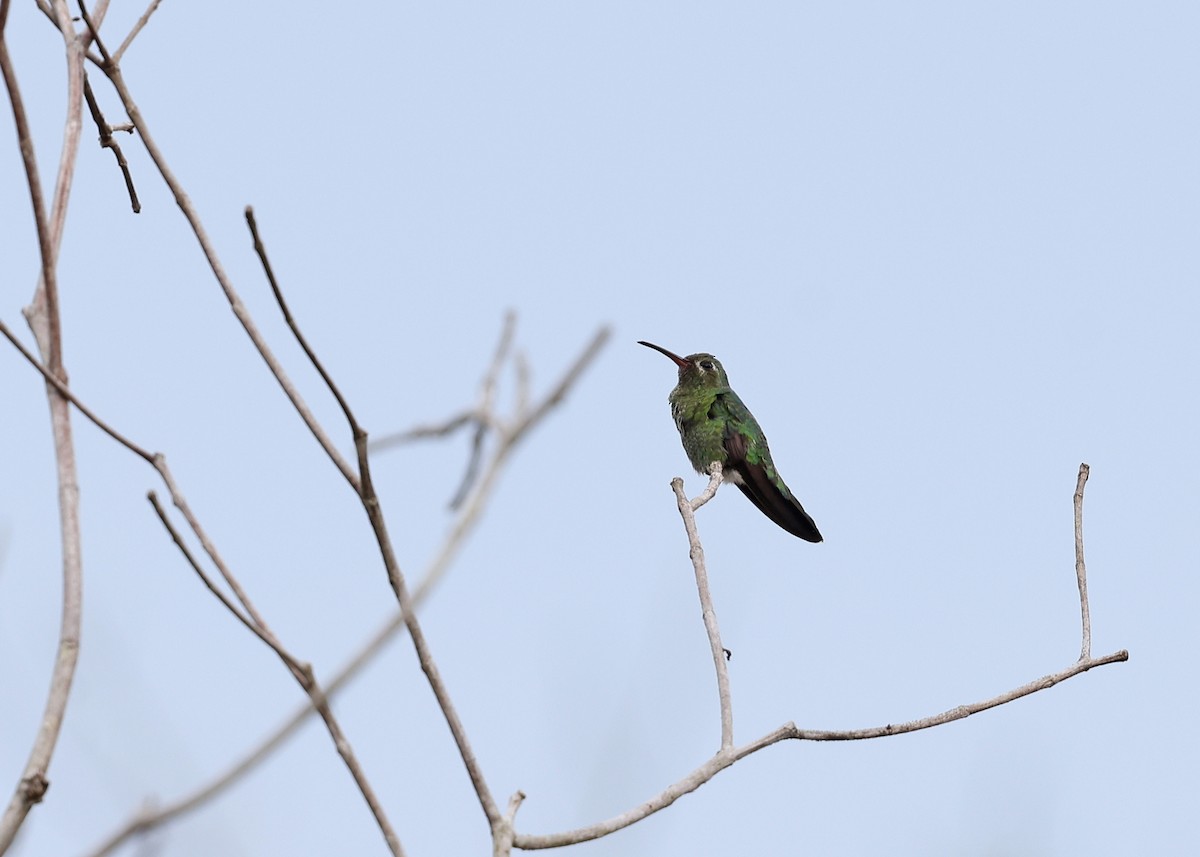 Зелёнохвостый колибри - ML613934459