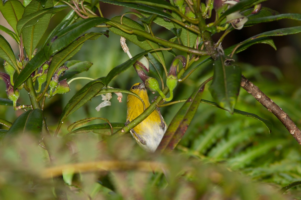 Kauai-Amakihikleidervogel - ML613934466