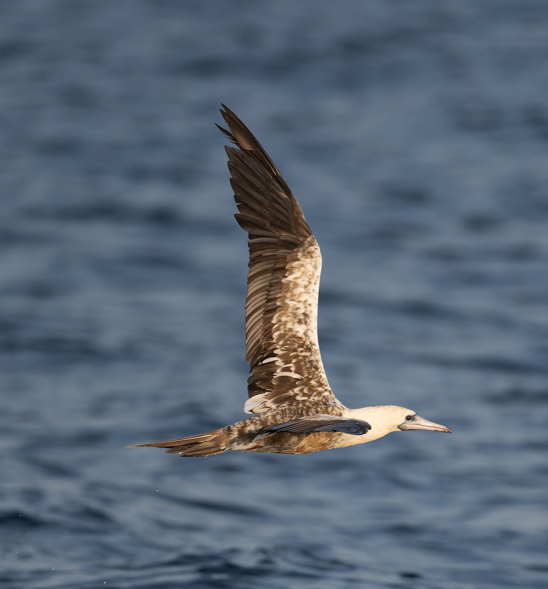 Red-footed Booby - ML613934488