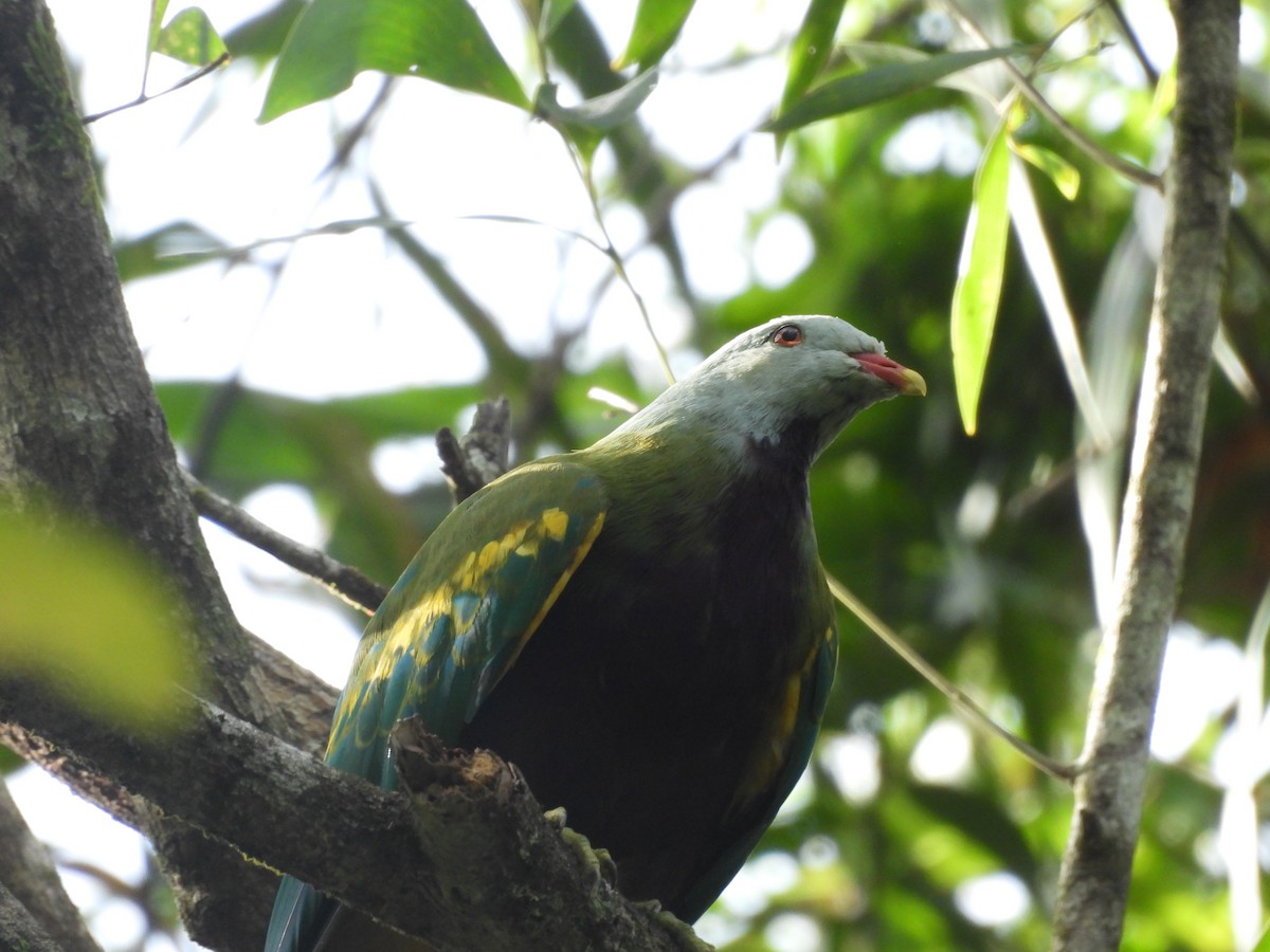 Wompoo Fruit-Dove - ML613934515