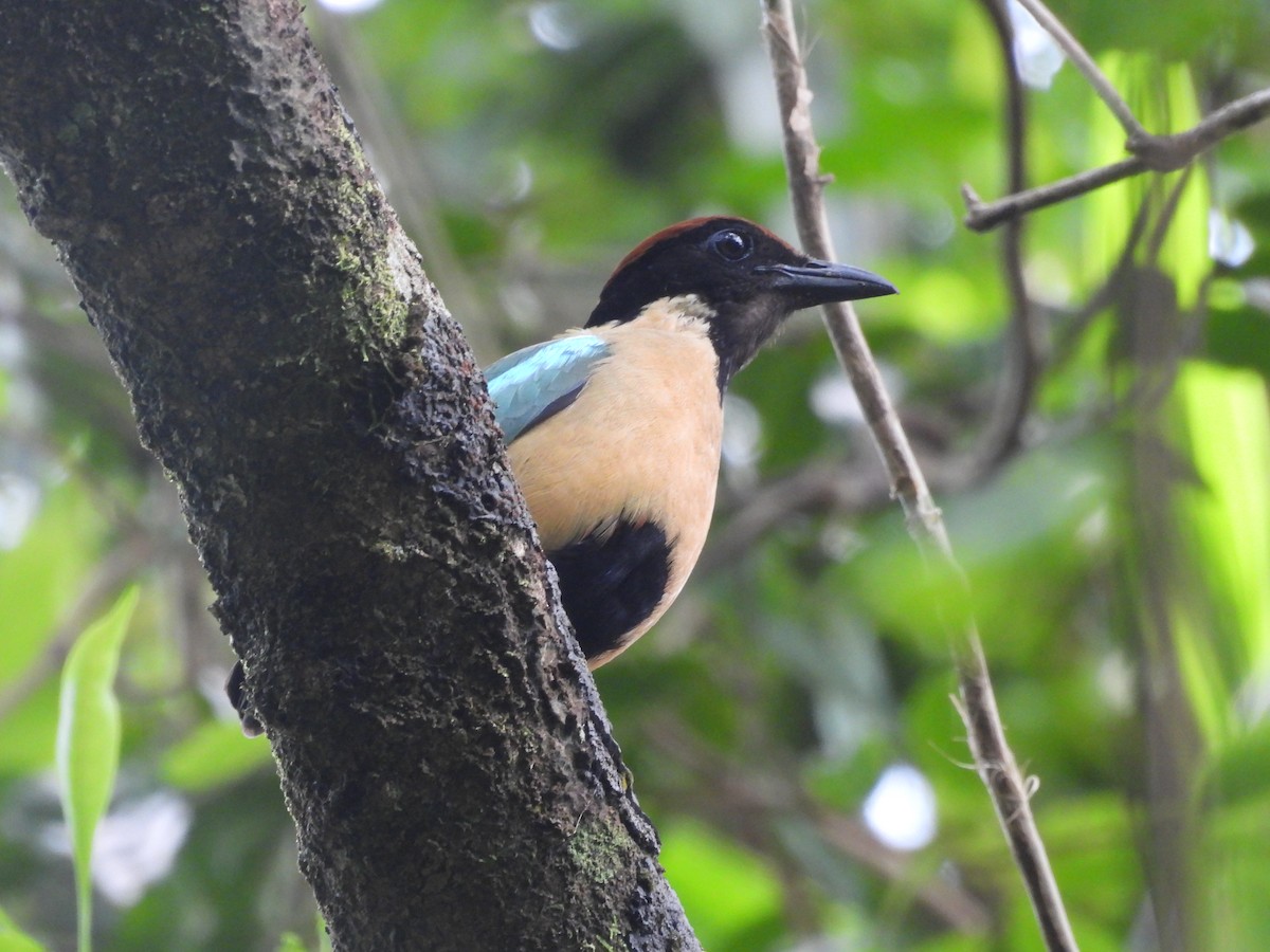 Noisy Pitta - Chanith Wijeratne