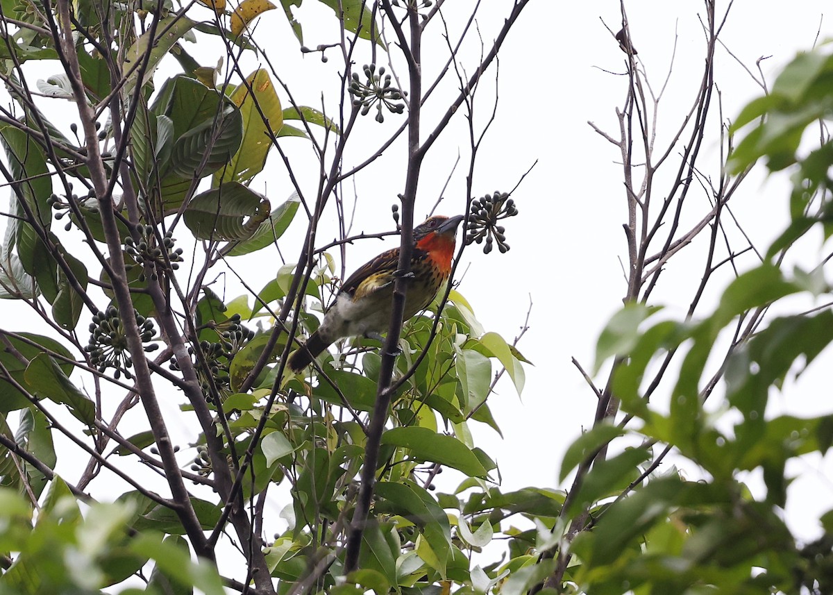 Gilded Barbet - ML613934537