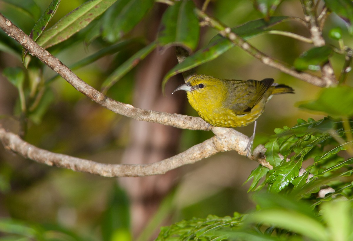 Kauai-Amakihikleidervogel - ML613934539