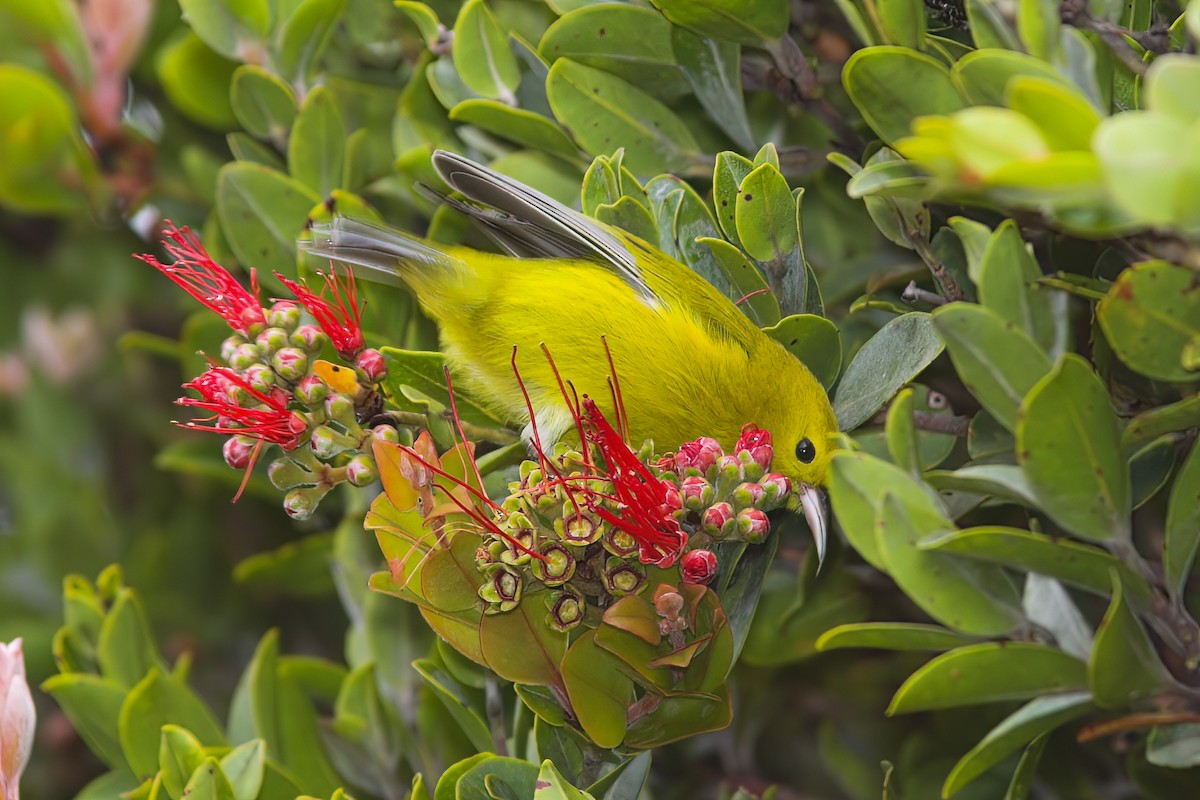 Anianiau de Kauai - ML613934581