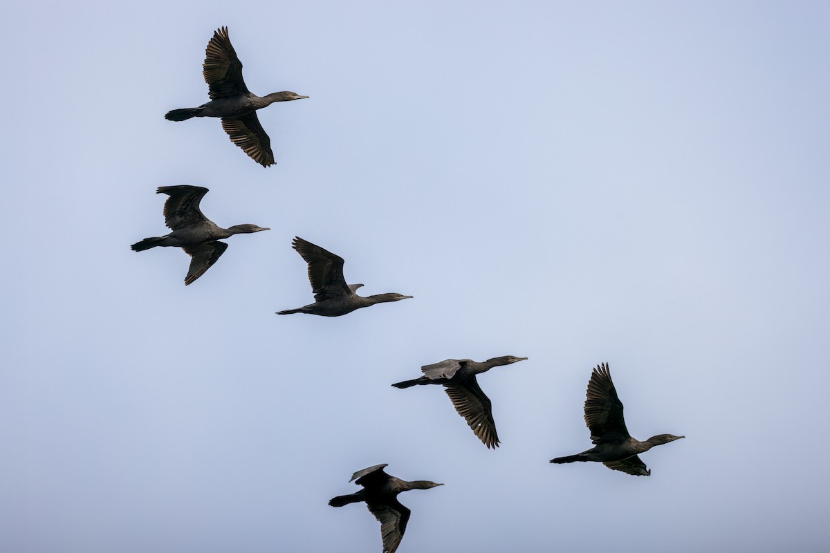 Little Black Cormorant - ML613934584