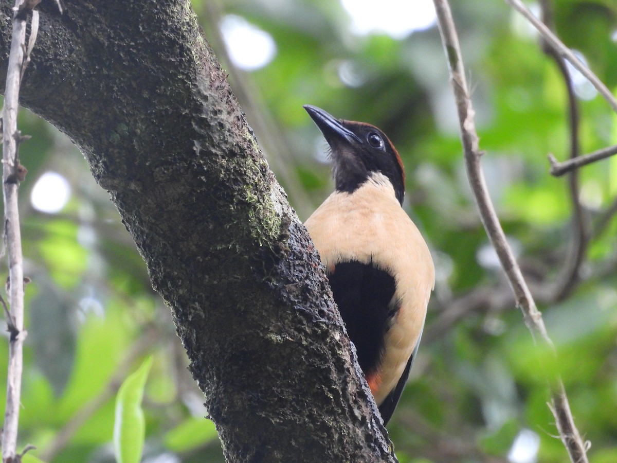 Noisy Pitta - Chanith Wijeratne