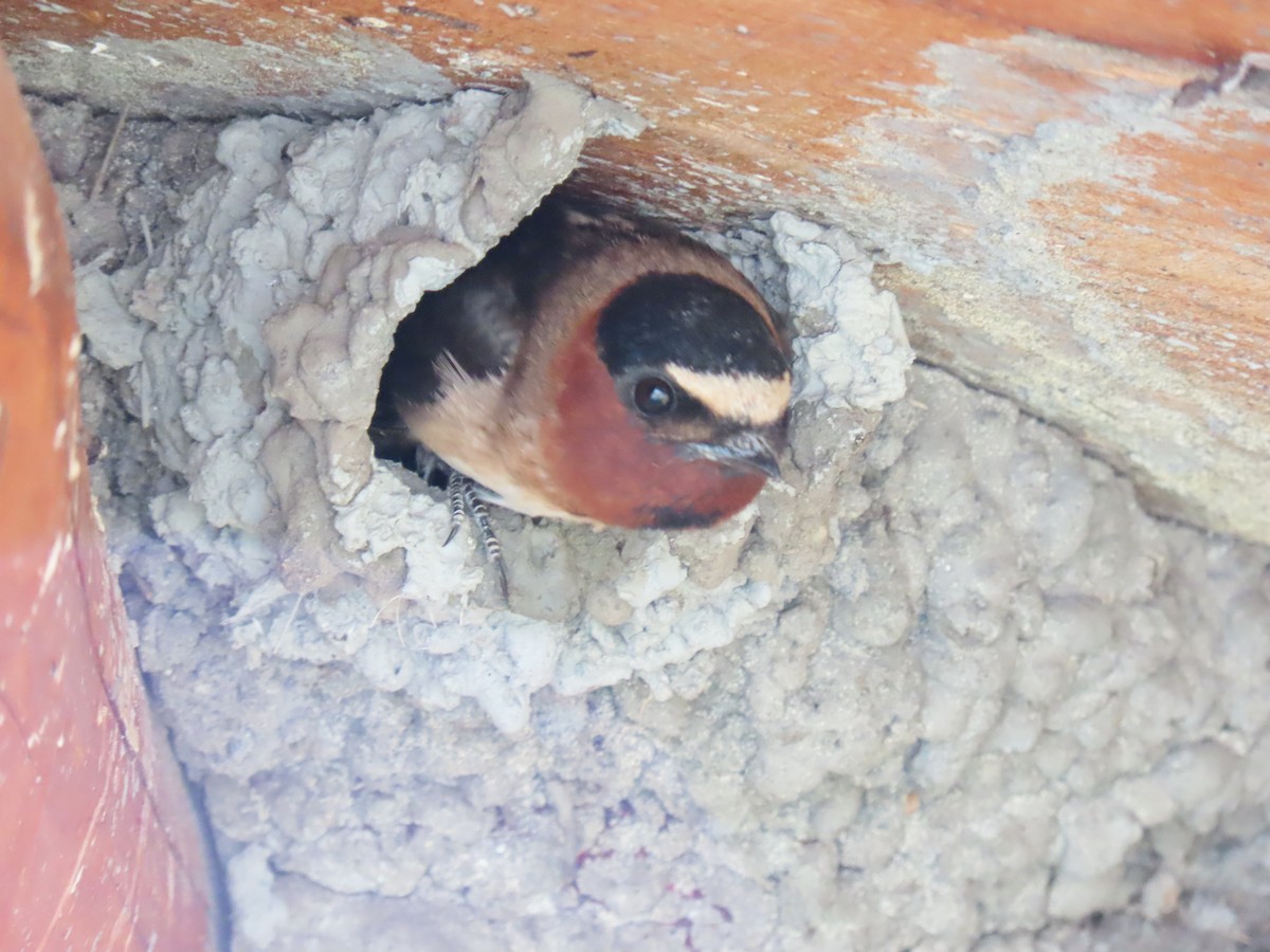 Cliff Swallow - Anonymous