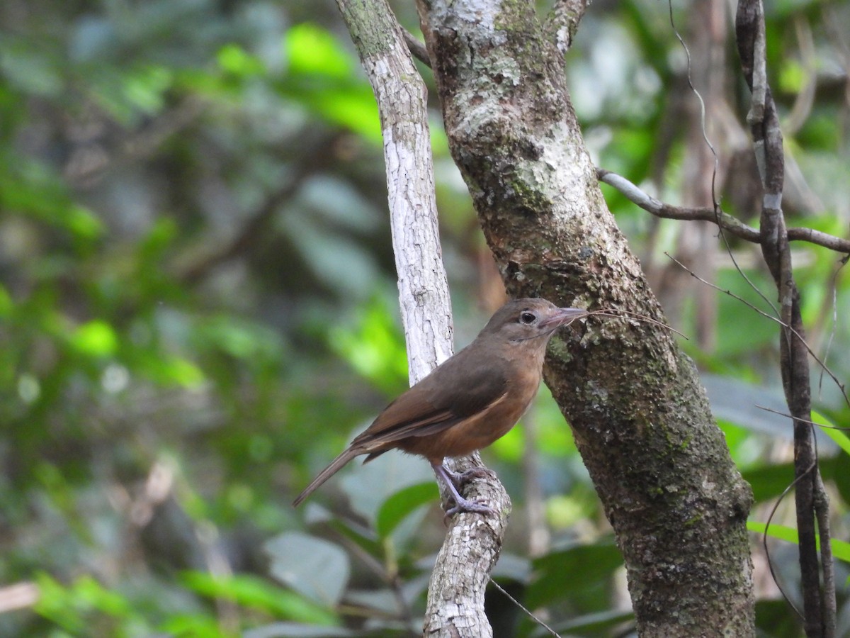 Rufous Shrikethrush - Chanith Wijeratne