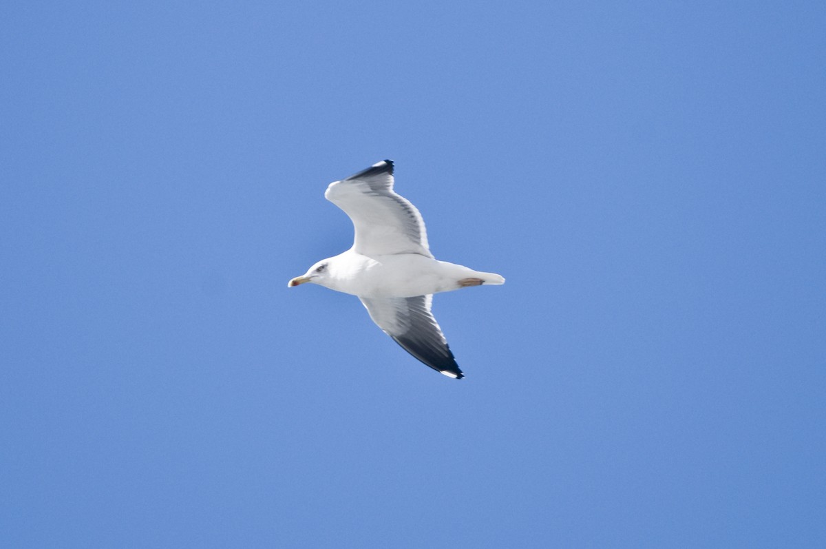 Lesser Black-backed Gull - ML613934675