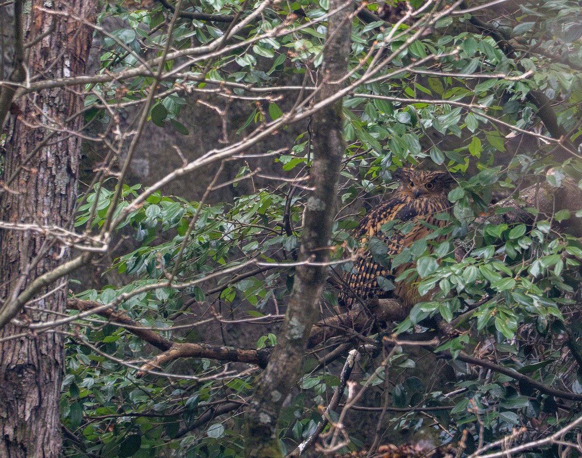 Tawny Fish-Owl - ML613934732