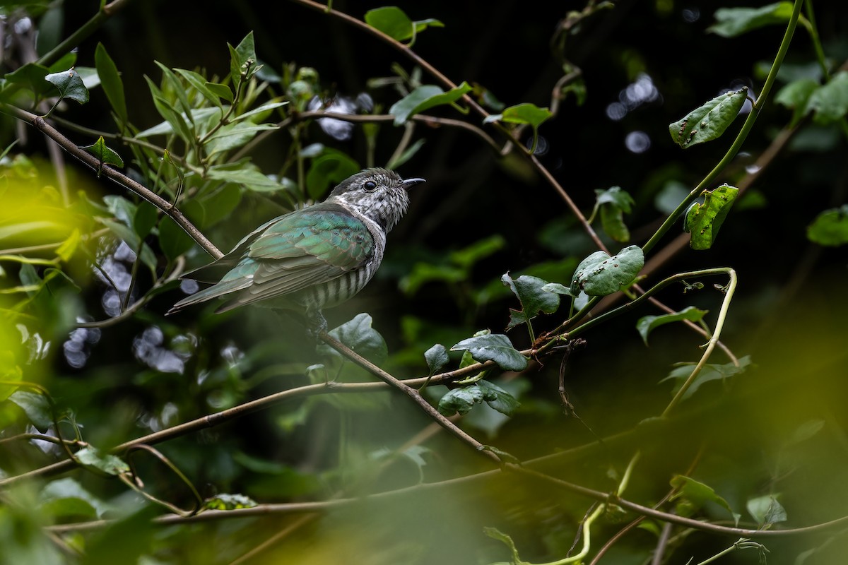 Shining Bronze-Cuckoo - ML613934735