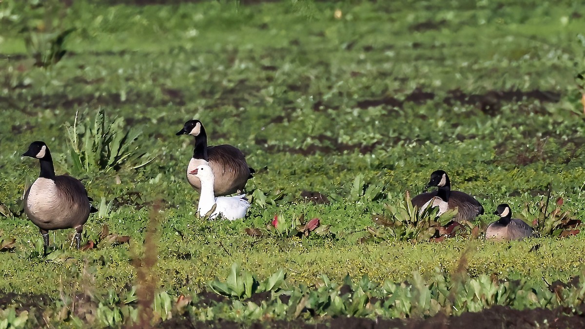 Ross's Goose - ML613934738