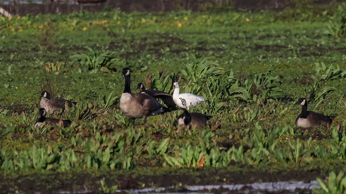 Ross's Goose - ML613934739