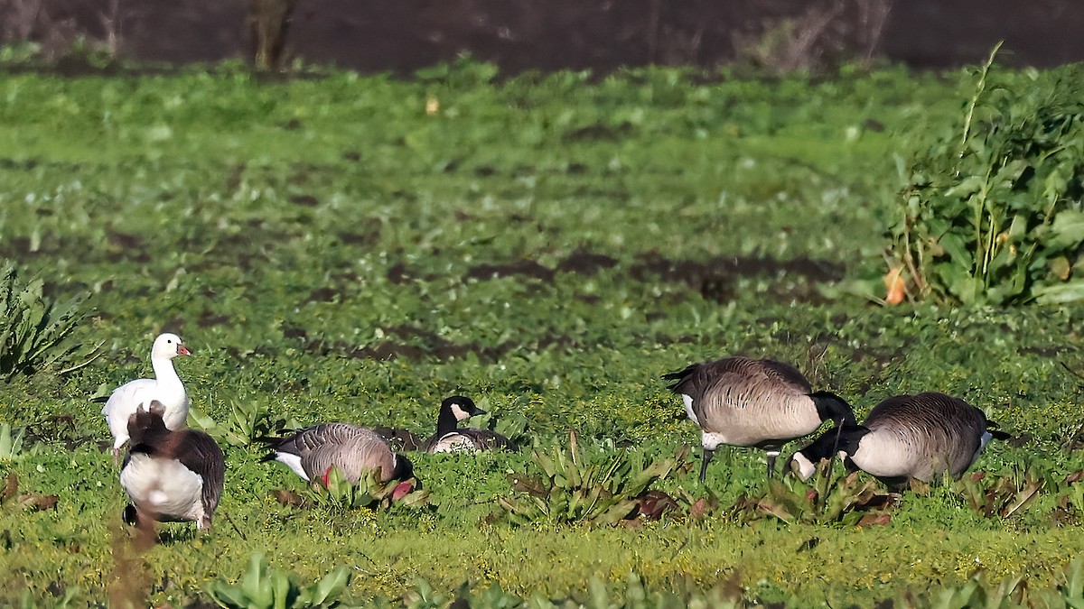 Ross's Goose - ML613934740