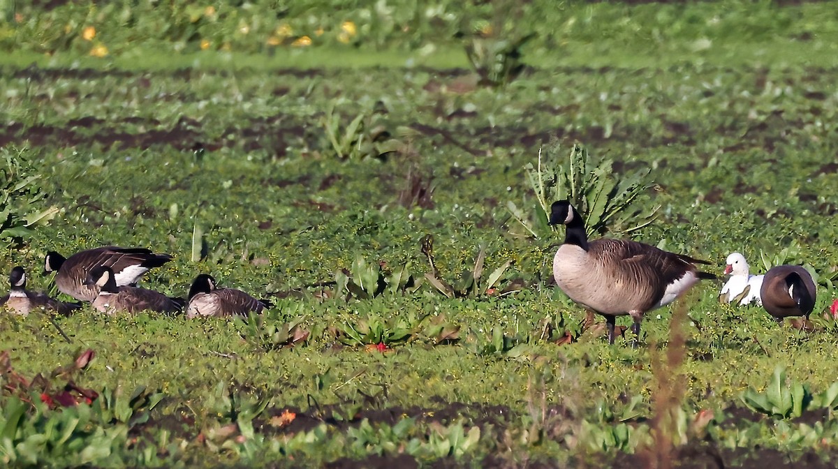 Ross's Goose - ML613934741