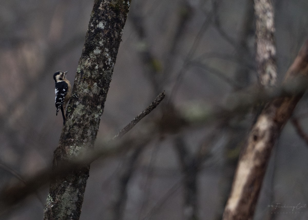 Gray-capped Pygmy Woodpecker - ML613934751