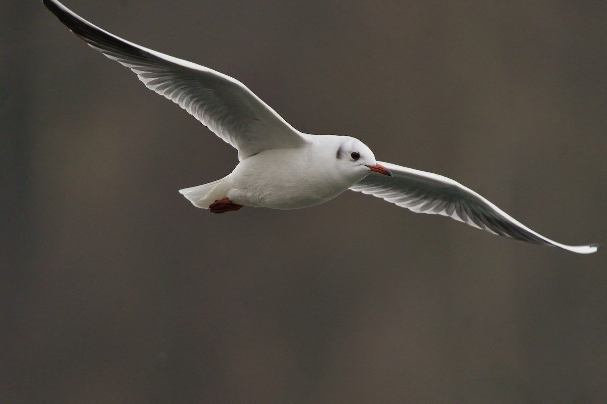 Black-headed Gull - Nicola Marchioli