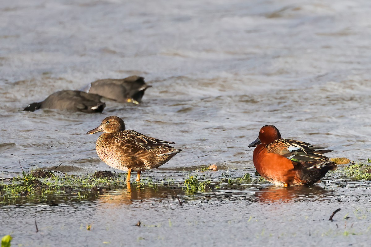 Cinnamon Teal - ML613934756