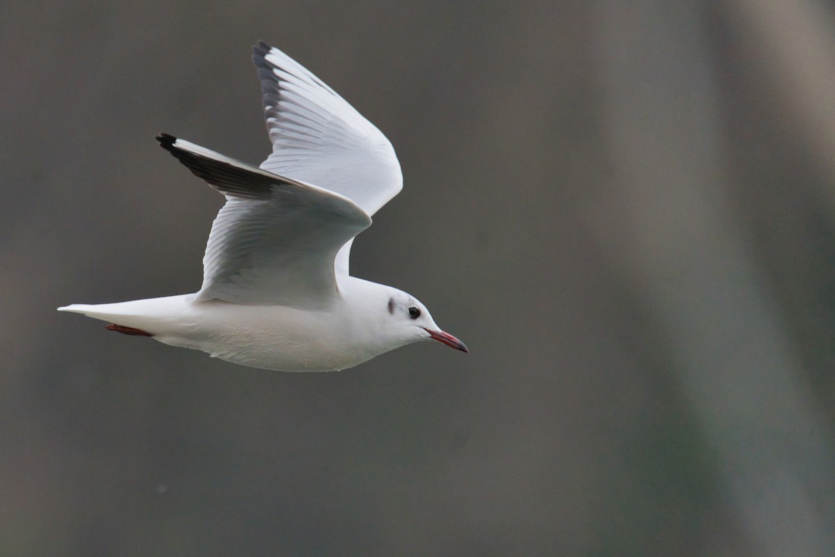 Black-headed Gull - Nicola Marchioli