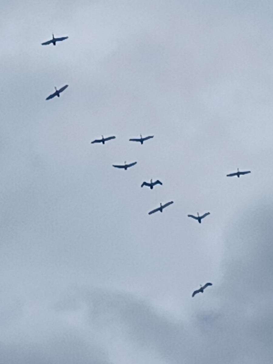 Pélican à lunettes - ML613934794